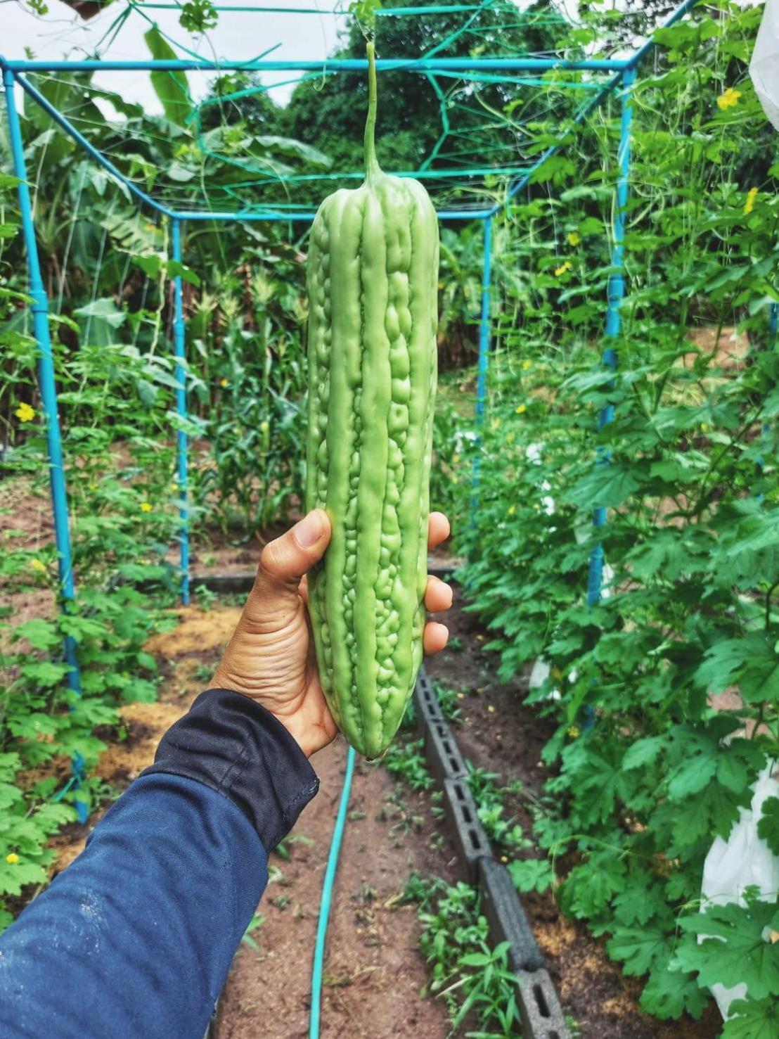 Samui Camping Farm Laem Sor Dış mekan fotoğraf